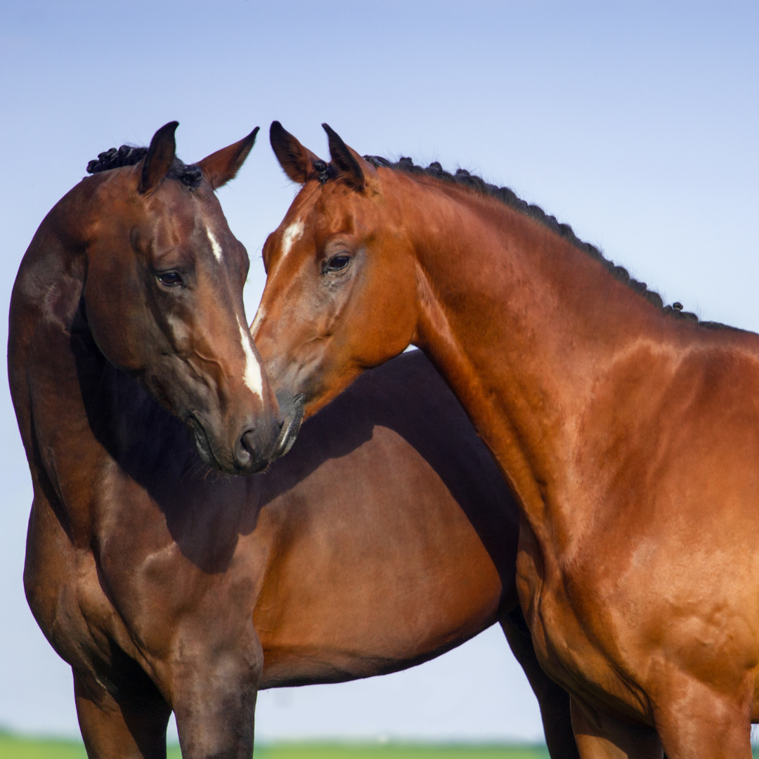 Pferdepflegeprodukte