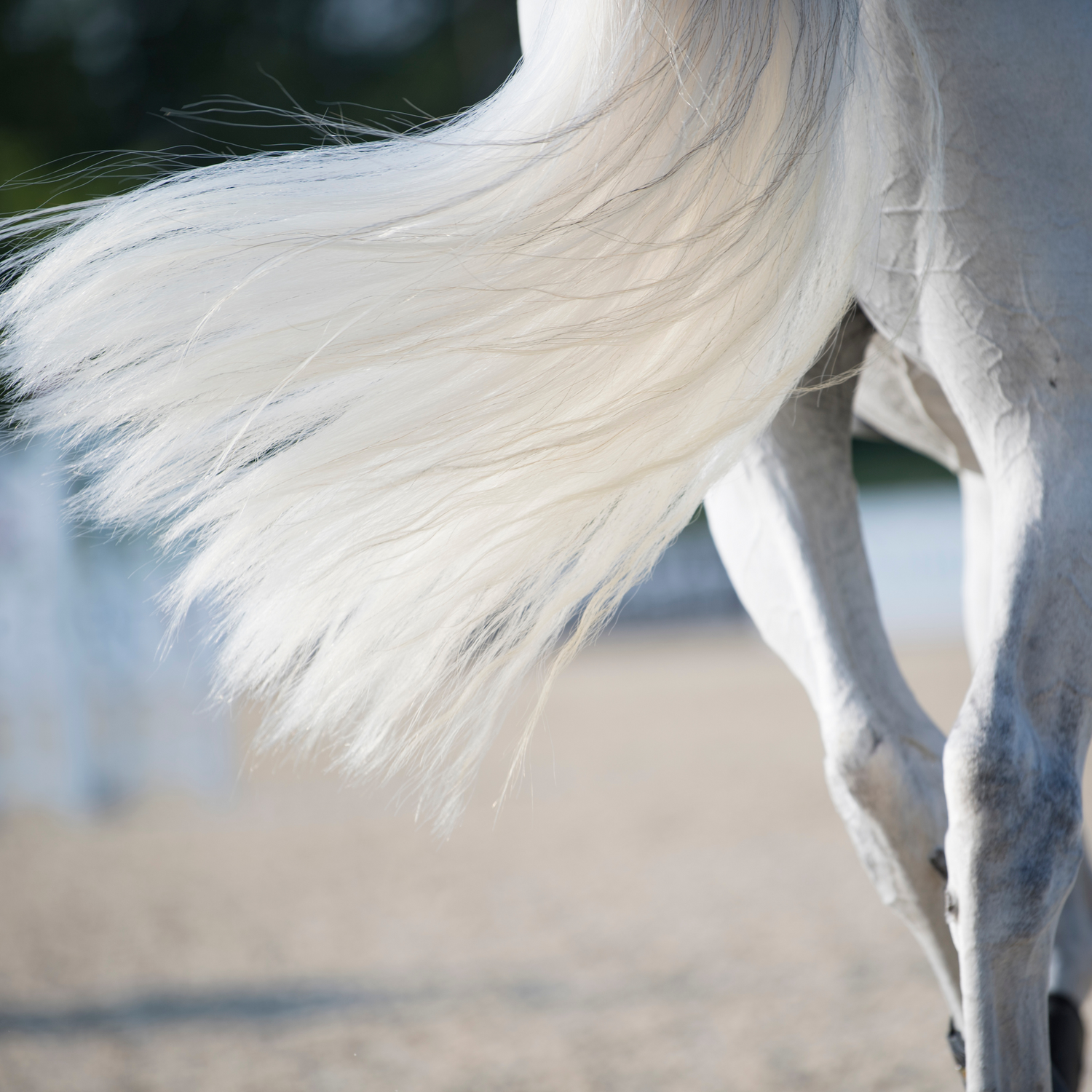 Fell, Mähne & Schweif