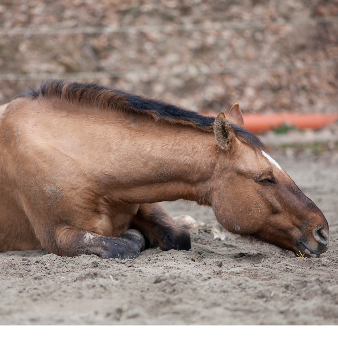Kolik, Magengeschwür & Magenschleimhautentzündung