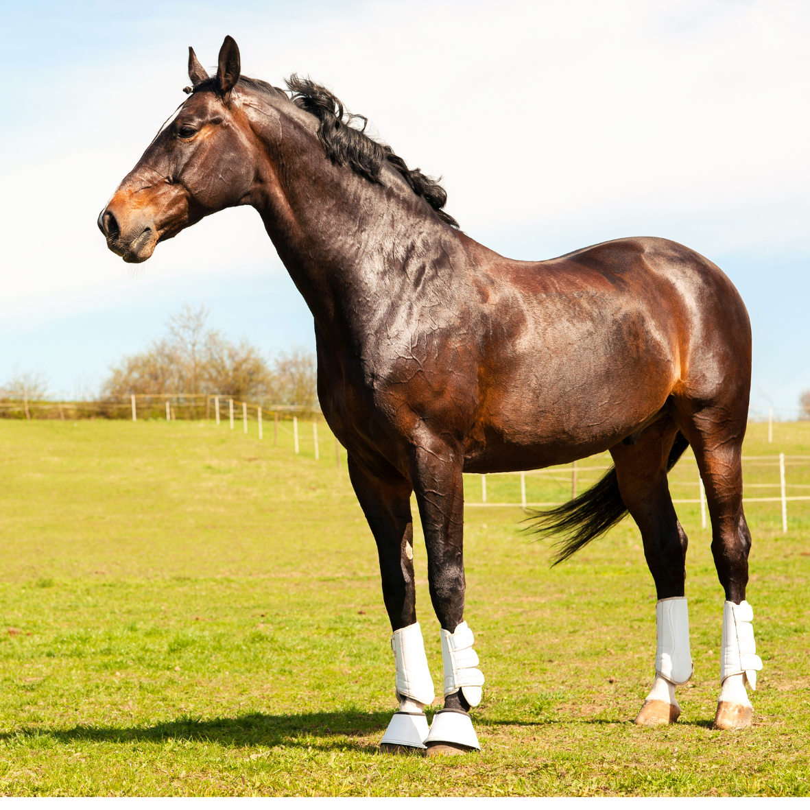 Vitamin E Selen Lysin für Pferde