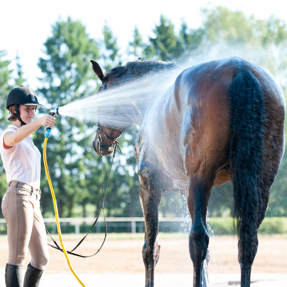 Pferdepflege Tipps und Tricks