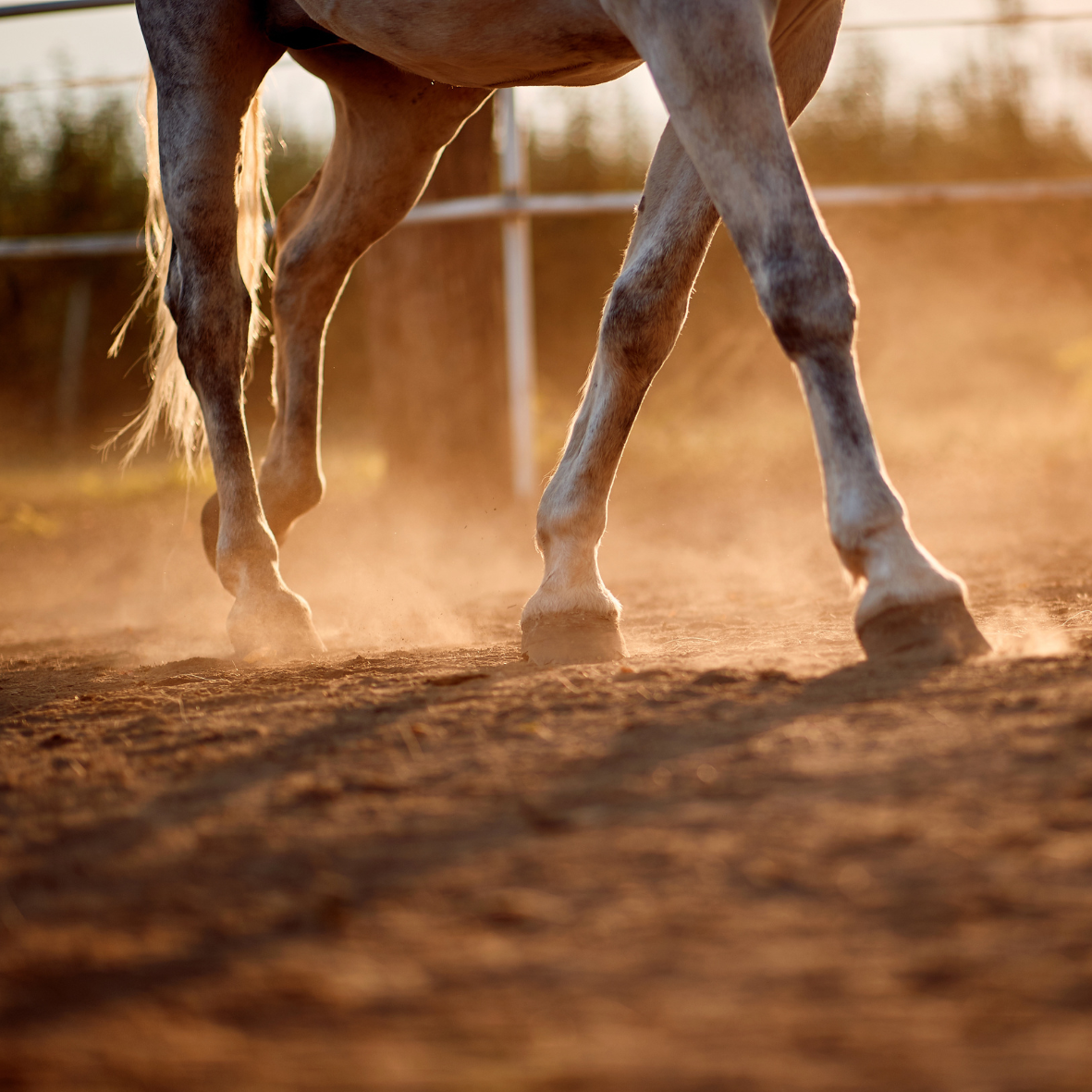 Pferd lahmt? (Arthrose, Hufrolle, Spat)