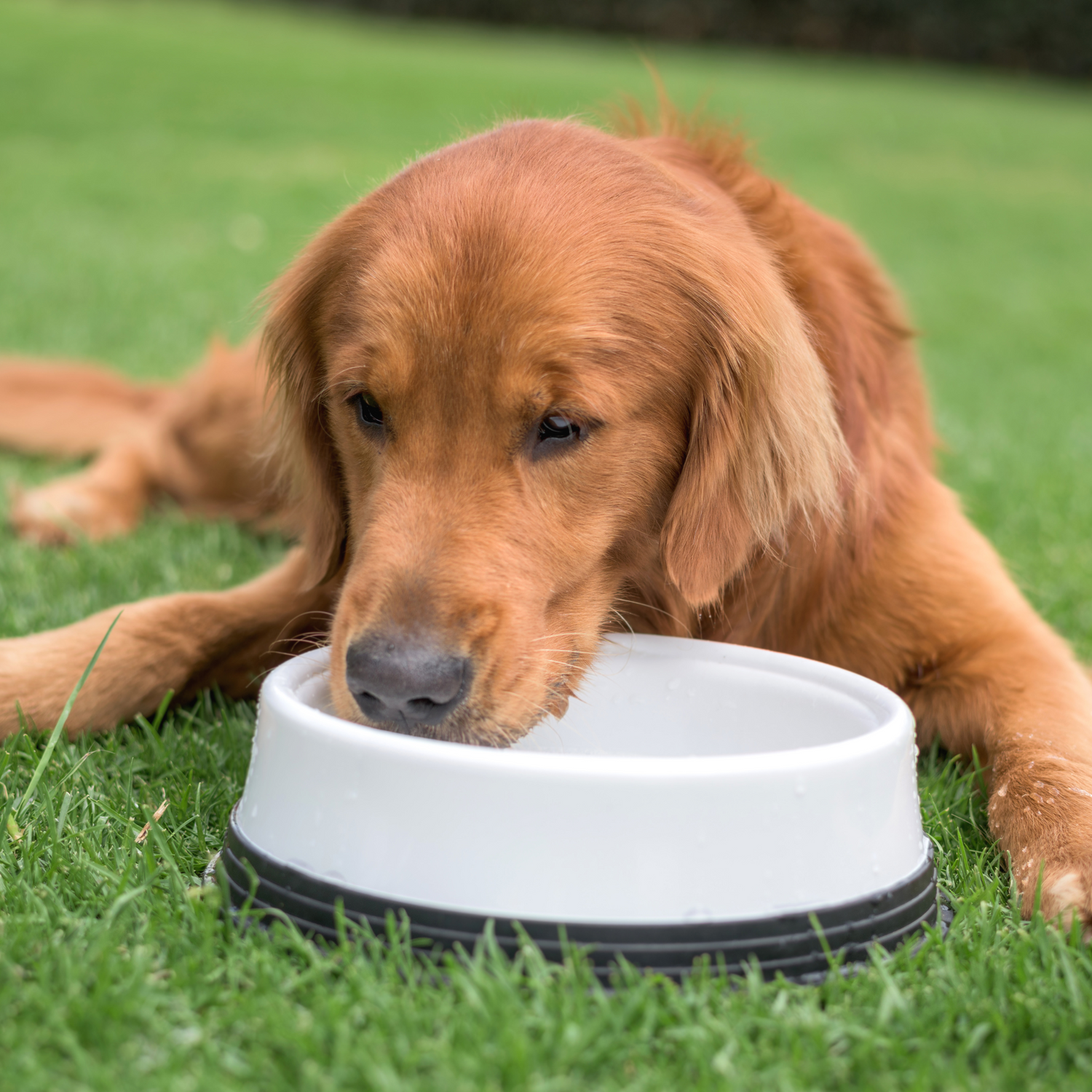 Vitamine & Mineralstoffe für Hunde