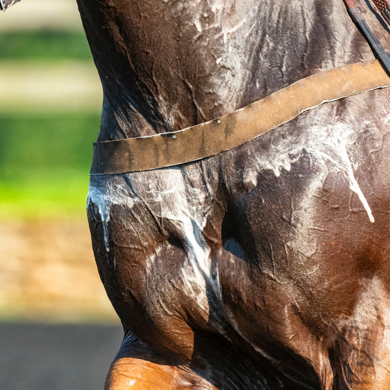 Elektrolytmangel beim Pferd