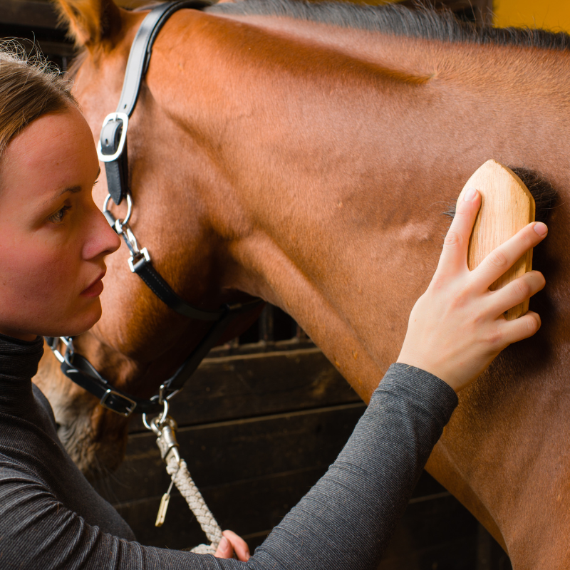 Zinkmangel beim Pferd