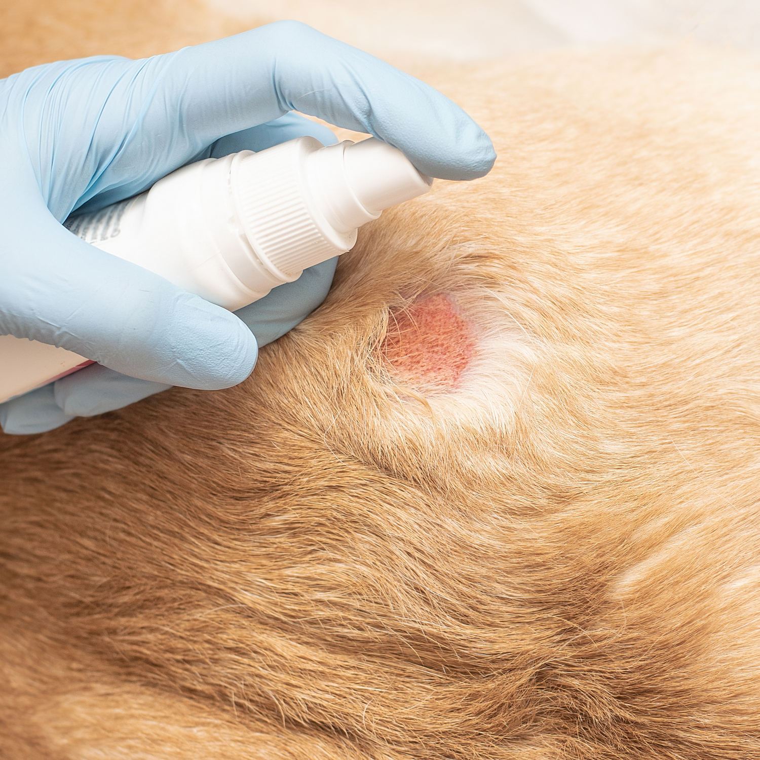 Wundversorgung für Hunde