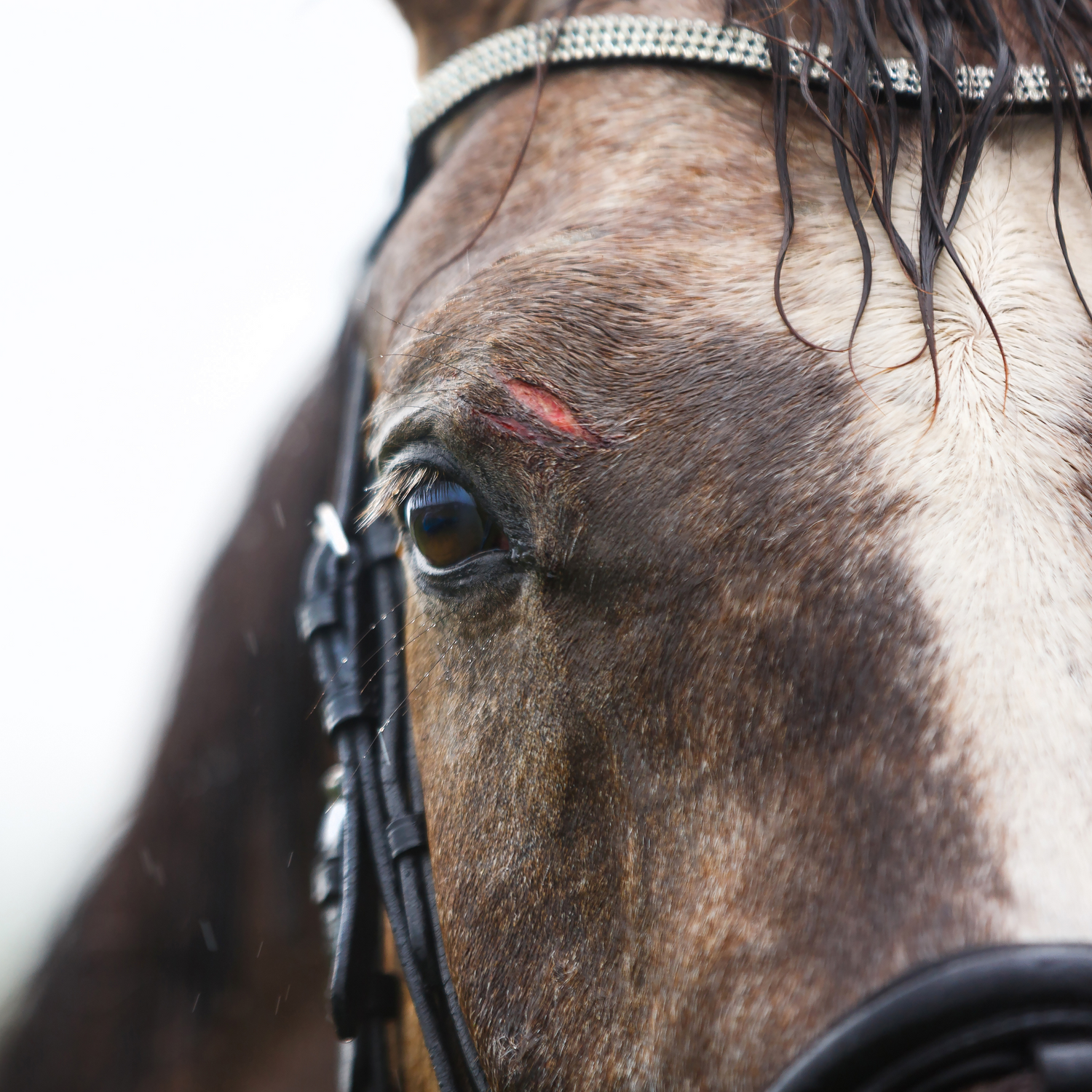 Erste Hilfe für Tiere