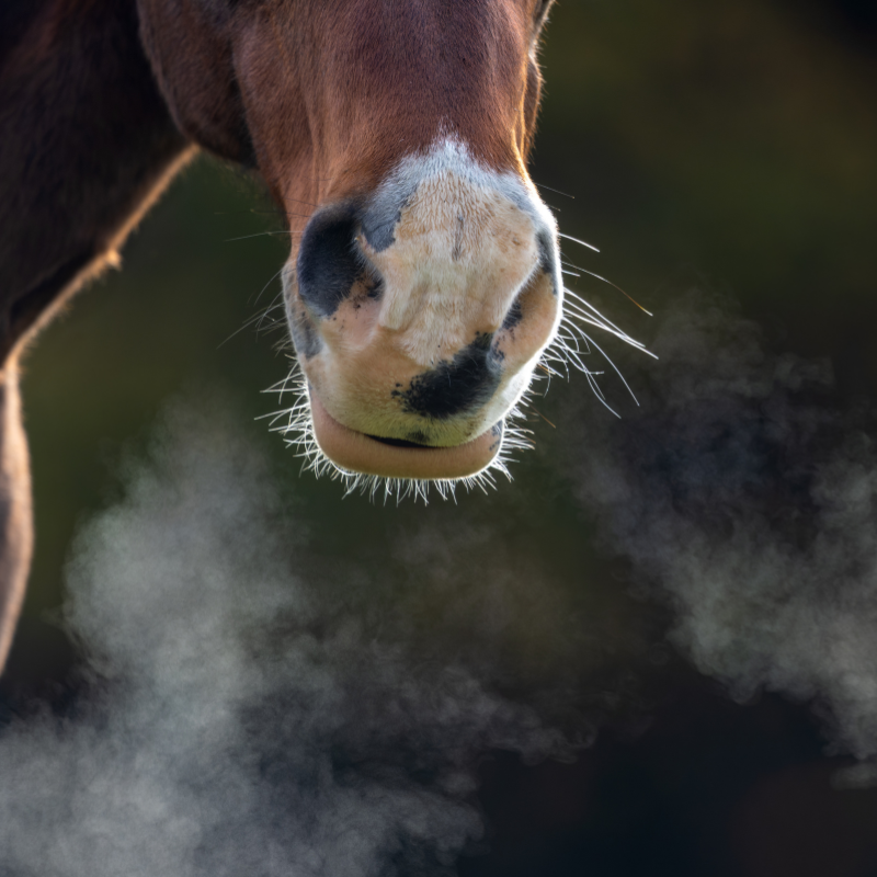 Atemwegserkrankungen (Husten, Dämpfigkeit Bronchitis))