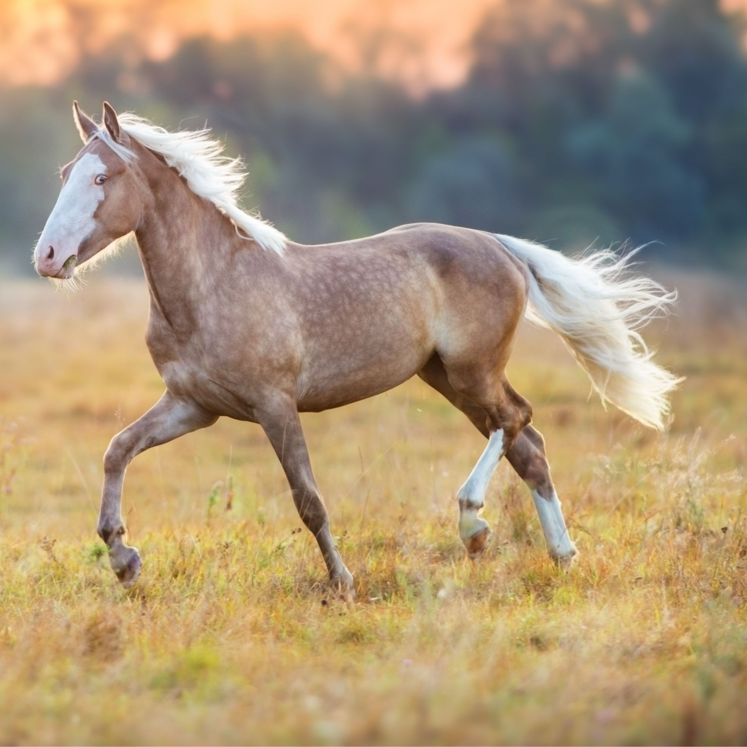 schwaches Immunsystem