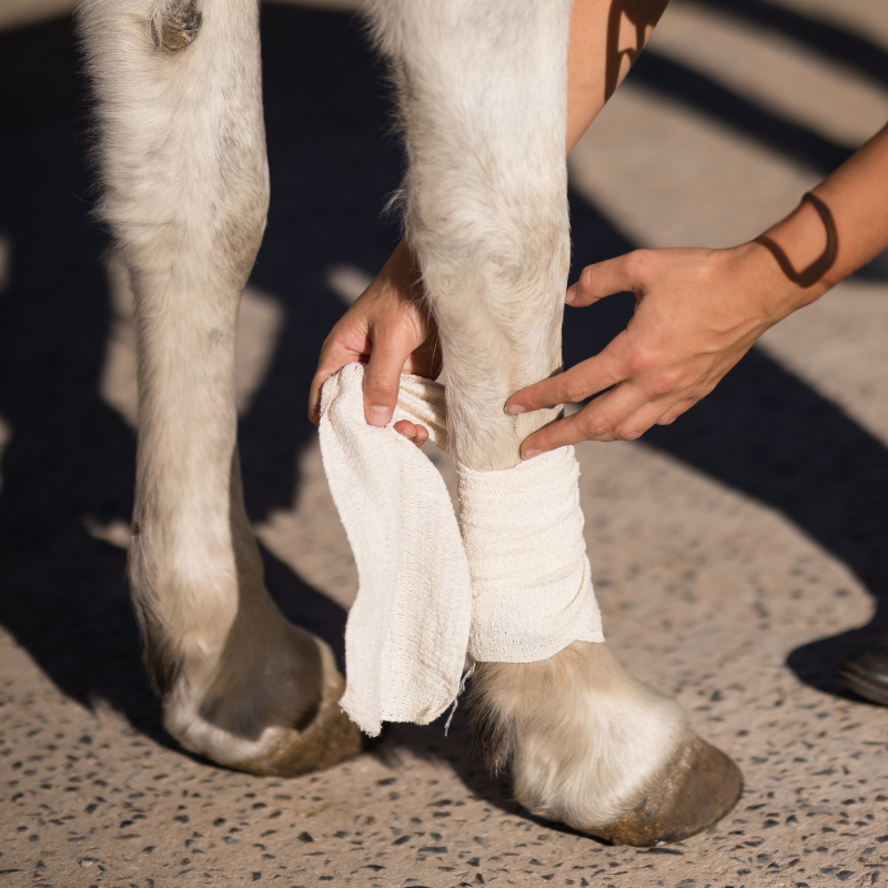 Problemlöser für dein Pferd