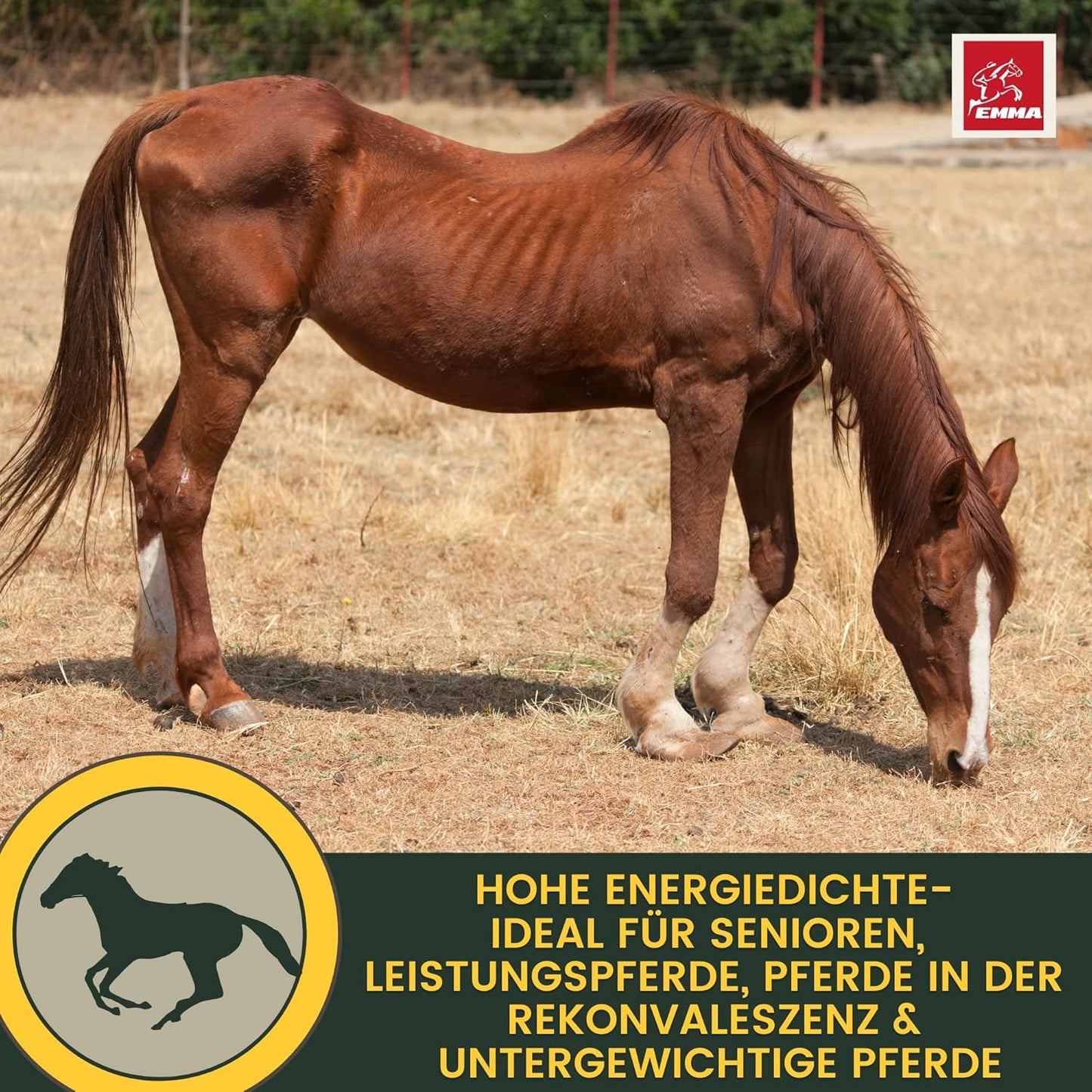 Ergänzungsfutter für den Muskelaufbau, SPARSET