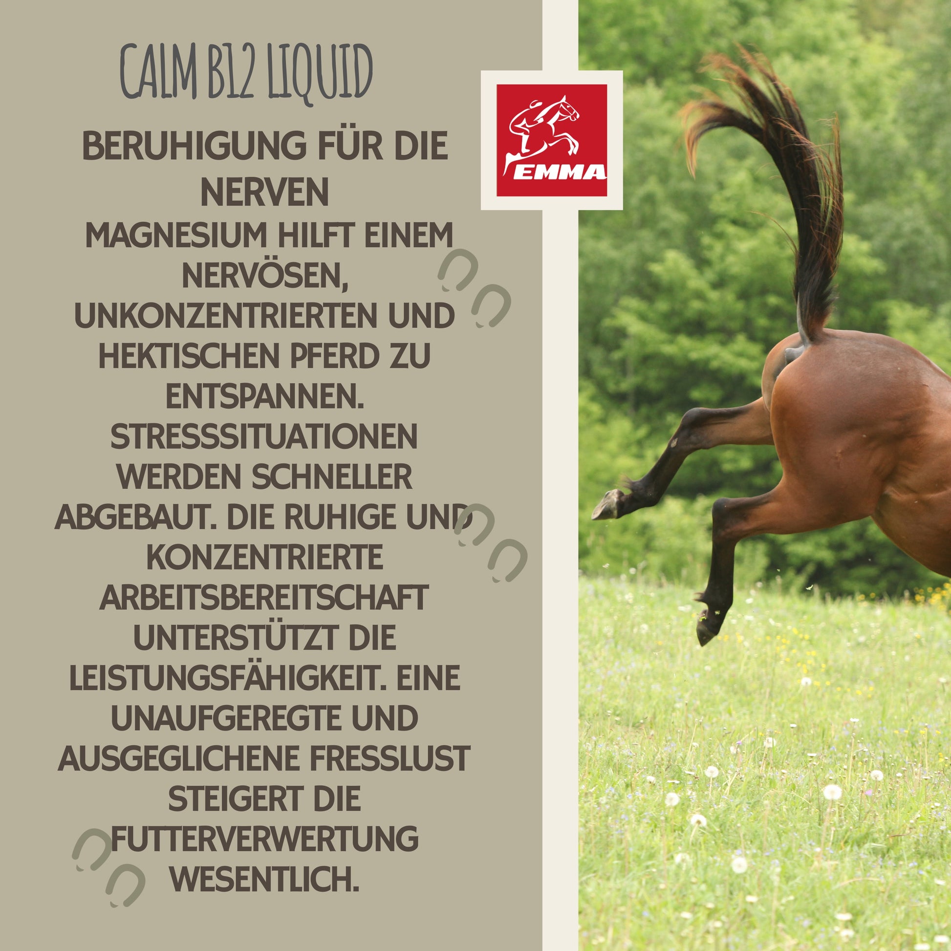 CALM Magnesium Vitamin-B12 Beruhigung Pferd 1L