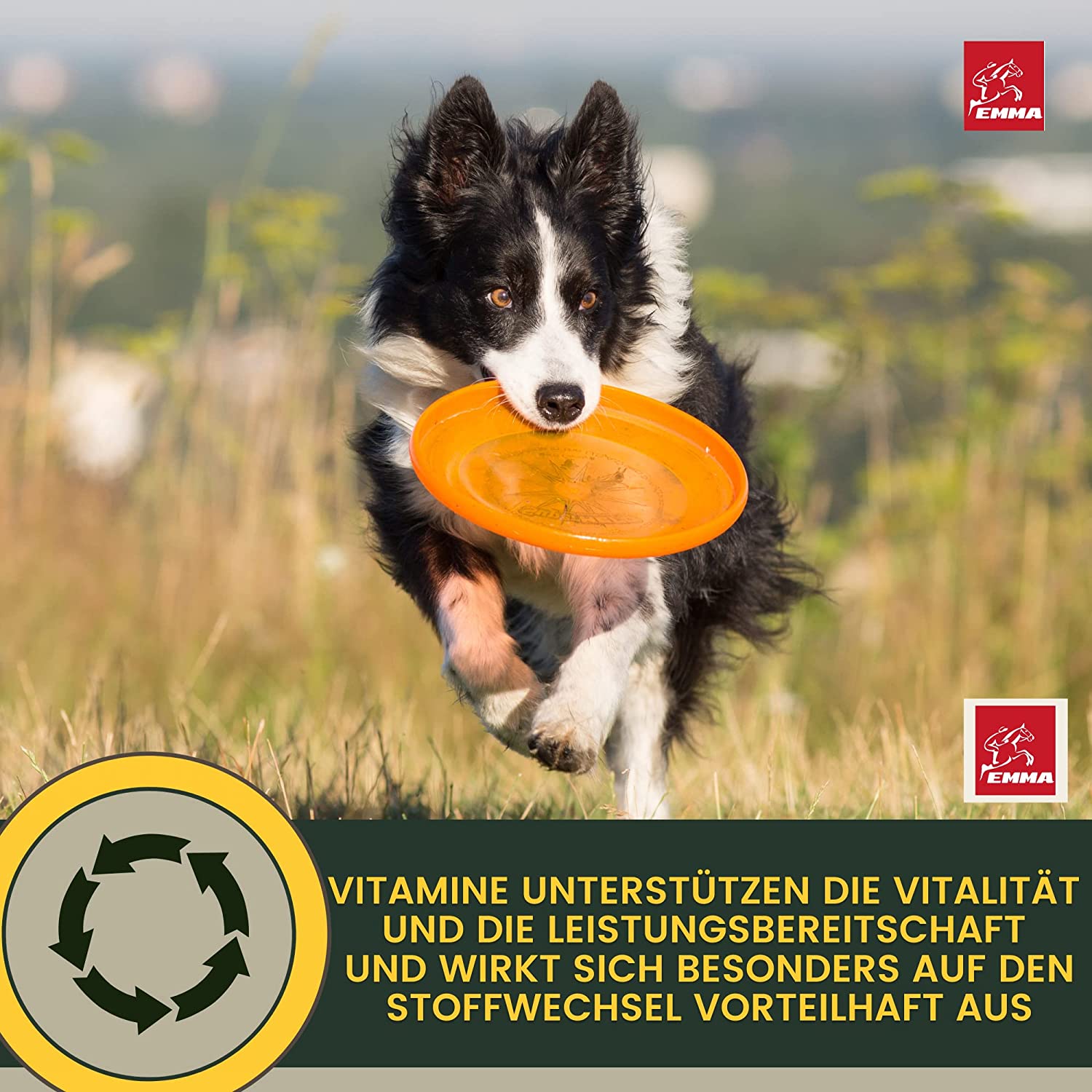 EMMA Multi Vitamin B Komplex Hund I Vitamine für Hunde 100ml I Vitamin B hochdosiert für Hunde mit B Vitamine Vitamin A B12 C E I Vitalität für Senioren Welpen Vitamin-Booster Immunsystem stärken Hund .png