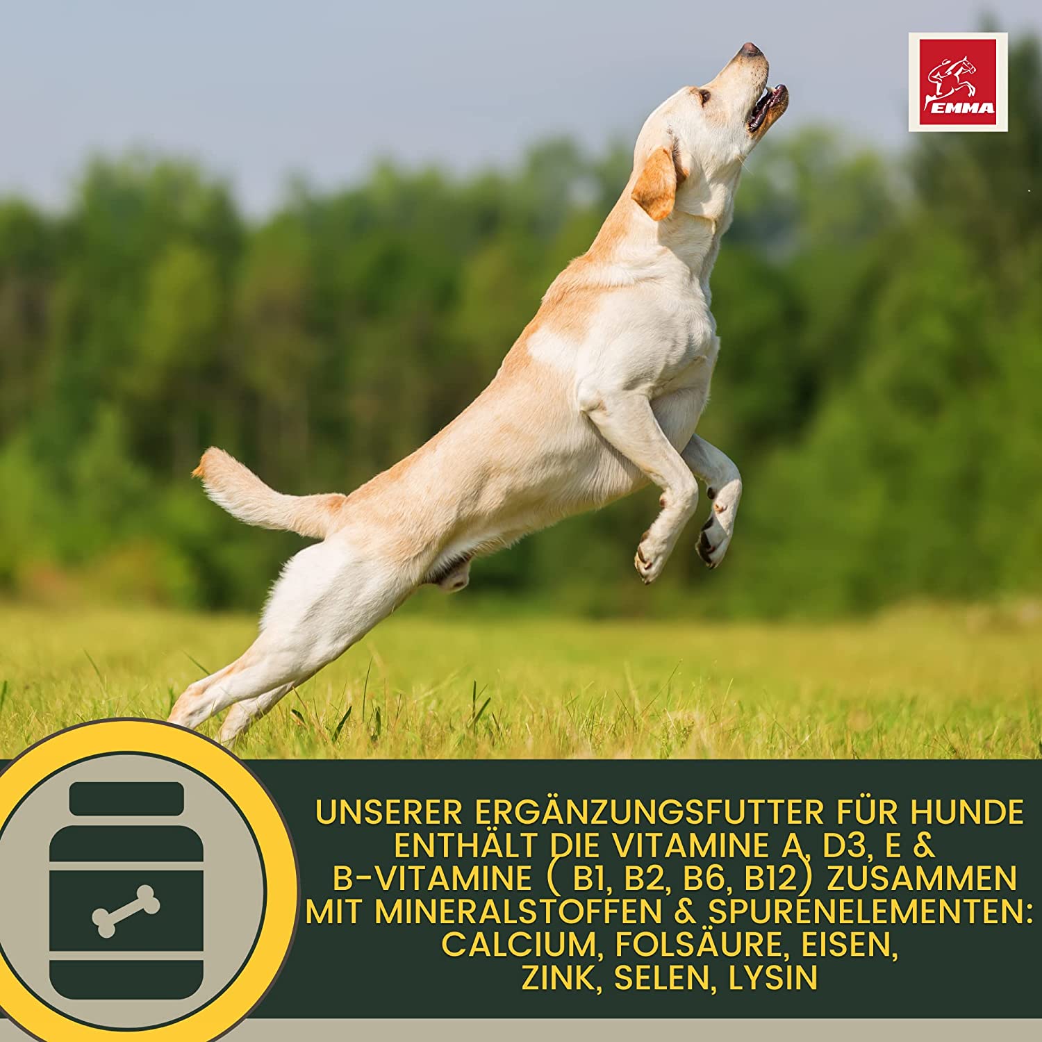 EMMA 1e Multi Vitamin B Komplex Hund I Vitamine für Hunde 100ml I Vitamin B hochdosiert für Hunde mit B Vitamine Vitamin A B12 C E I Vitalität für Senioren Welpen Vitamin-Booster Immunsystem stärken Hund5.jpg