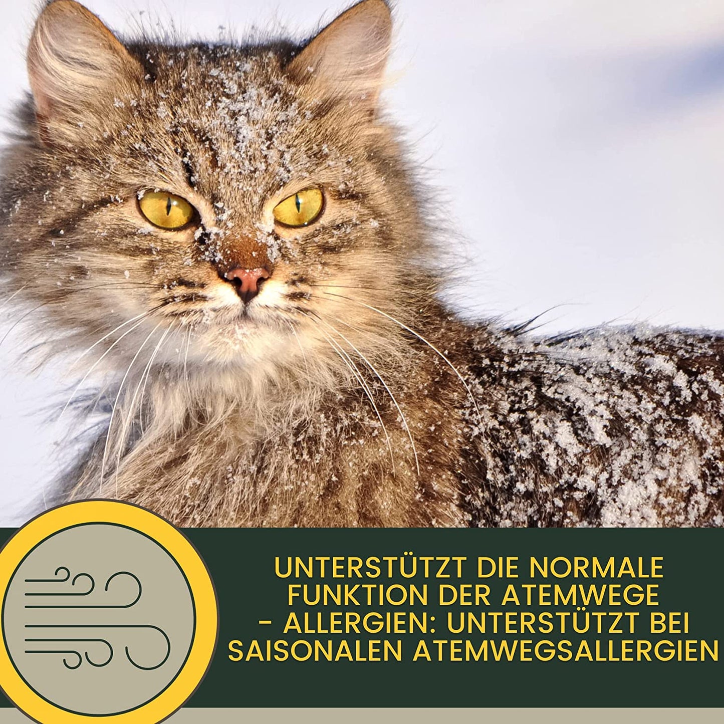 EMMA Bronchiobol  Hustensaft Katze I Thymian Bronchial Kräuter I Tropfen Anis Fenchel I Atemwegskräuter I Mittel Beruhigung Atemwege Husten I Schleimlöser I Hustenkräuter I Kräutermischung Katze 100ml6