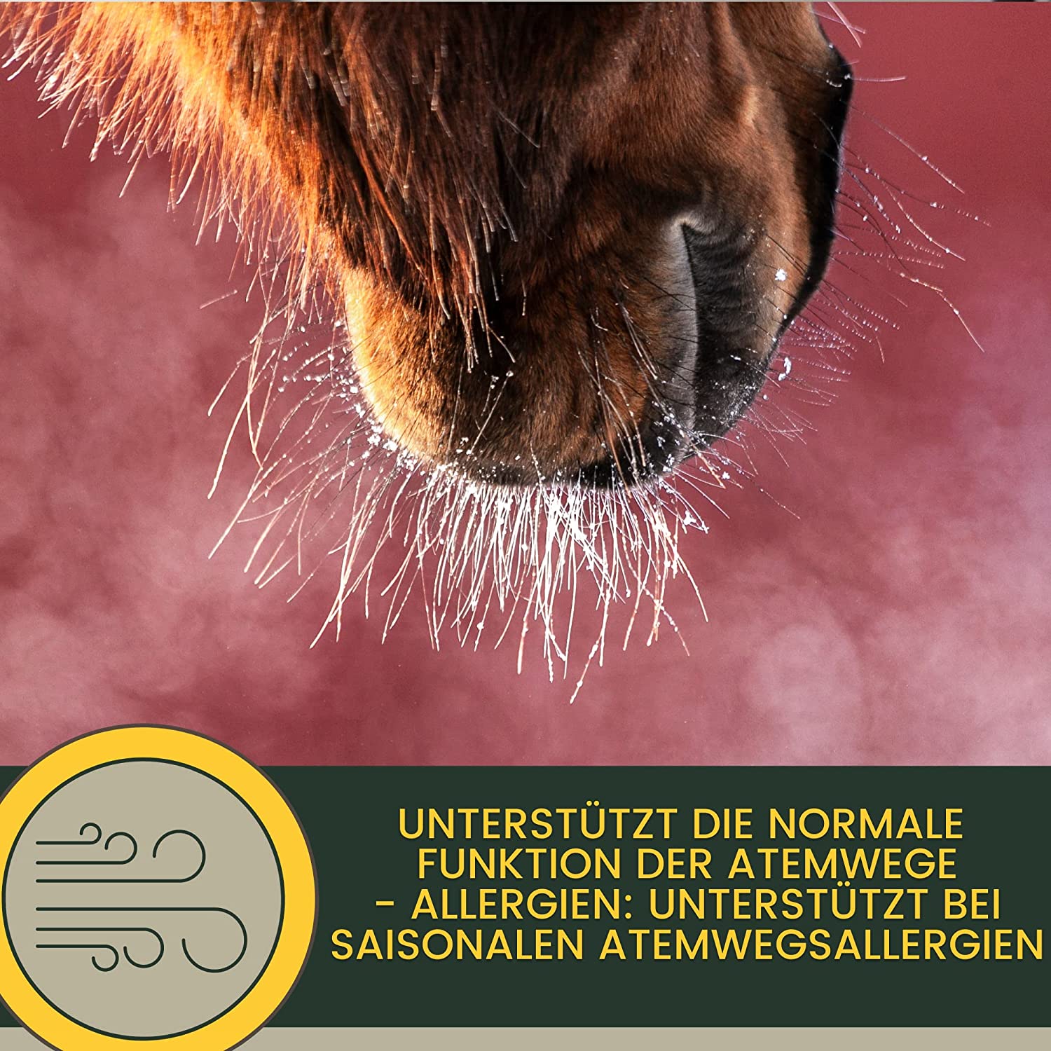 EMMA Breath Elixir  Hustensaft Pferd Bronchialkräuter Thymian Kamille Fenchel Pferd I Elixir Atemwegskräuter Pferd I bei Husten Pferd freie Atemwege I Bronchial Liquid I Atemkräuter I Hustenkräuter Pferd Husten 1L2.jpg