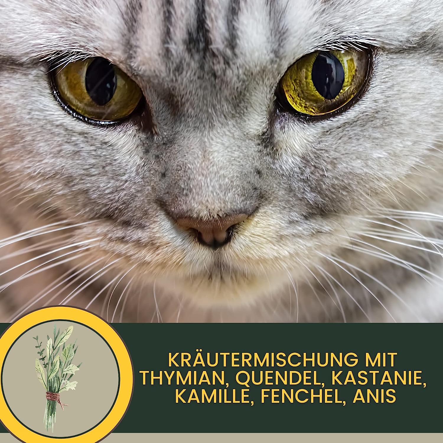 EMMA Bronchiobol  Hustensaft Katze I Thymian Bronchial Kräuter I Tropfen Anis Fenchel I Atemwegskräuter I Mittel Beruhigung Atemwege Husten I Schleimlöser I Hustenkräuter I Kräutermischung Katze 100ml6