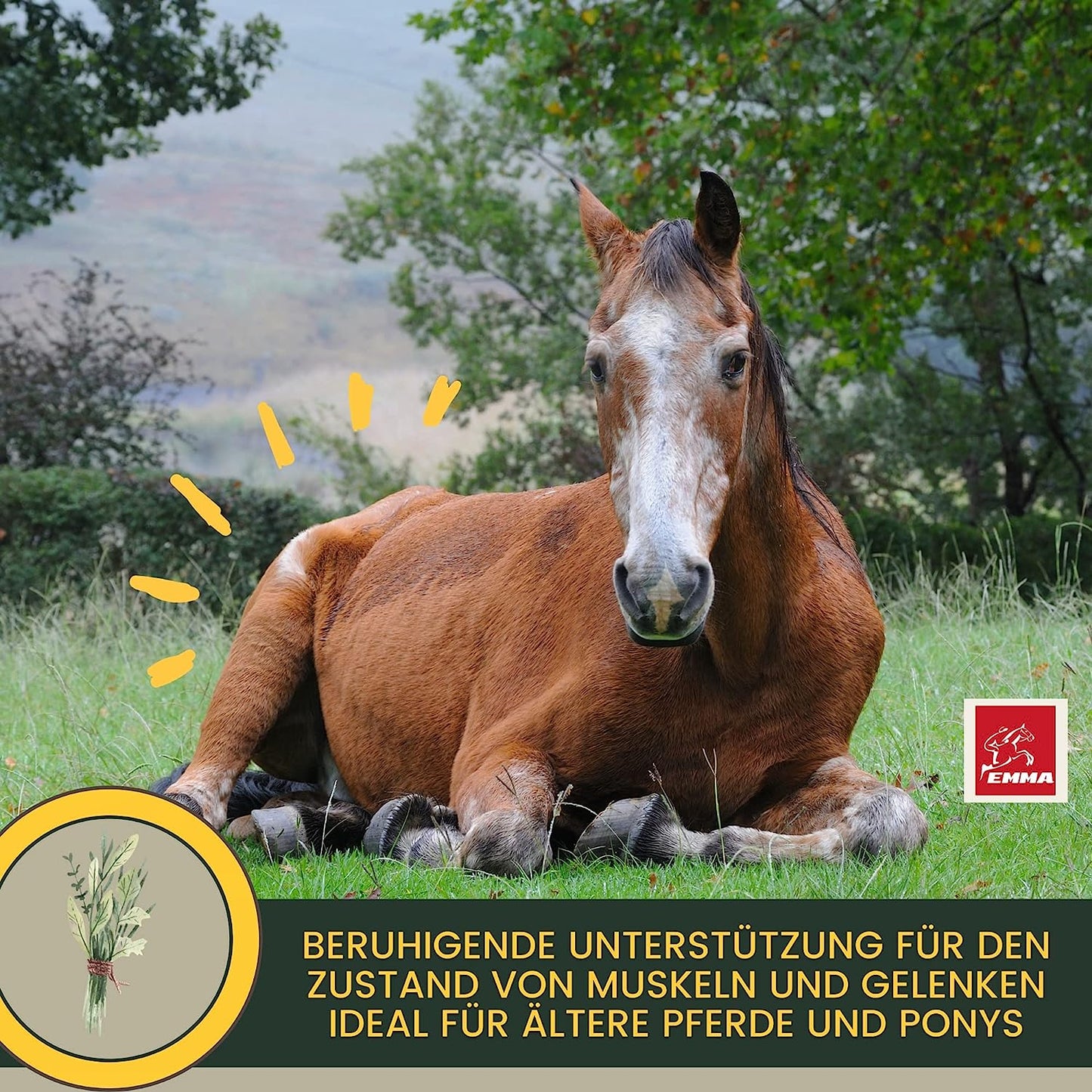 EMMA Devil Liquid  Teufelskralle Pferd 1L Gelenk Liquid mit natürlicher Teufelkralle für Pferde I Pferde Liquid Gelenk für Stärkung & Regeneration & Unterstützung Bewegungsapparat I Gelenk Futter Mittel auch Senioren5.jpg