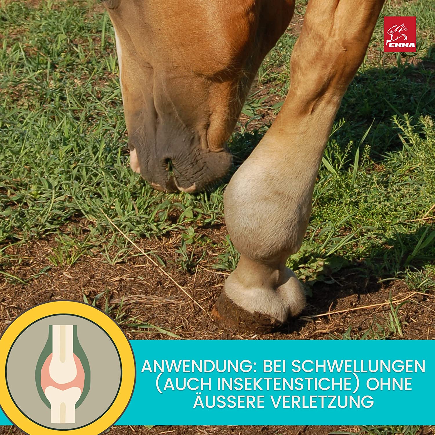 EMMA Kühlgel Pferd I Pferdebalsam kühlend 2*500ml Kühlsalbe Arnika Salbe I Massage Creme für Sehnen Gelenke Muskeln Bänder I Pferdesalbe kühlend extra stark kühlendes Massage Gel  Menthol fürs Pferd .jpg