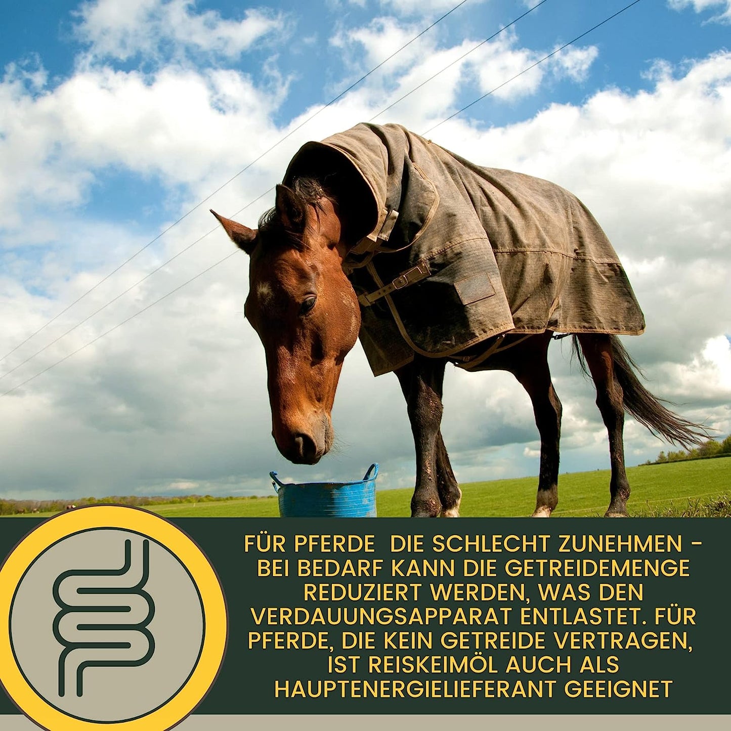  EMMA Muscosanol 10 E VITAL Reiskeimöl Leinöl 1L 30ml für Pferde Plus Vitamin E  Aminosäuren Pferd  Vitamin E komplex  Muskelaufbau Pferd Muskel Plus Öl Pferd  VIT E Pferd ohne Selen Lysin Aufbaufutter Zusatz Pferdefutter.jpg