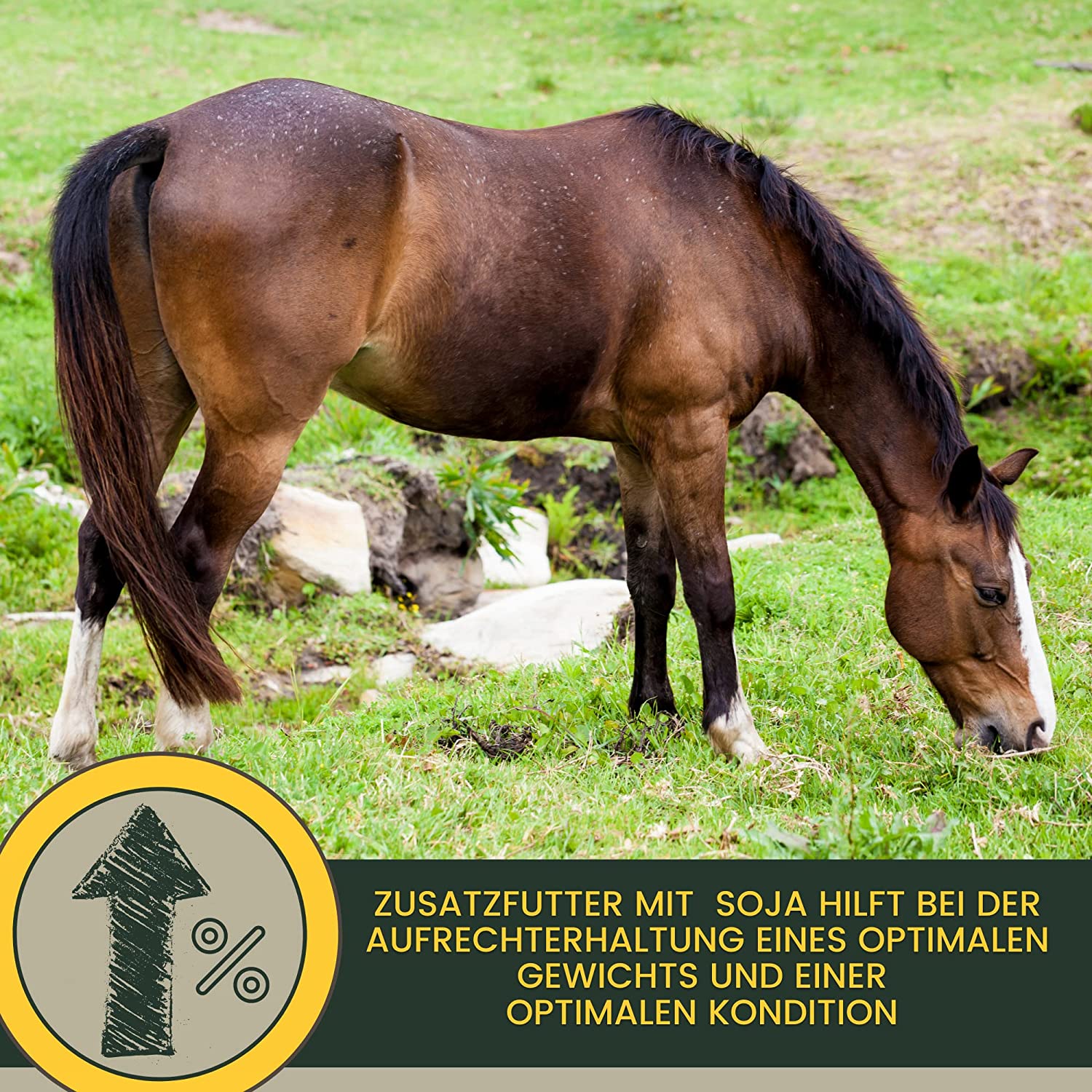 EMMA PERFORMANCE AUFBAUFUTTER 22soja aufbaufutter pferdefutter7.jpg