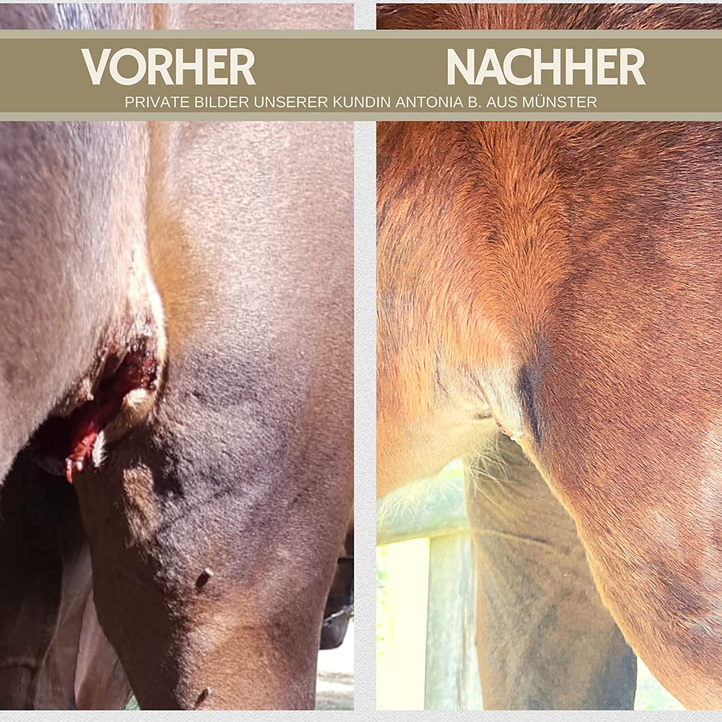 EMMA Alu 55 Barrier Silberspray für Tiere I Wundspray zum Wundschutz Hund Katze Haustier I Silber Spray Wundheilung I Aluminium Spray Wunddesinfektion I Sprühpflaster atmungsaktiv t Sprühverband Wundversorgung 