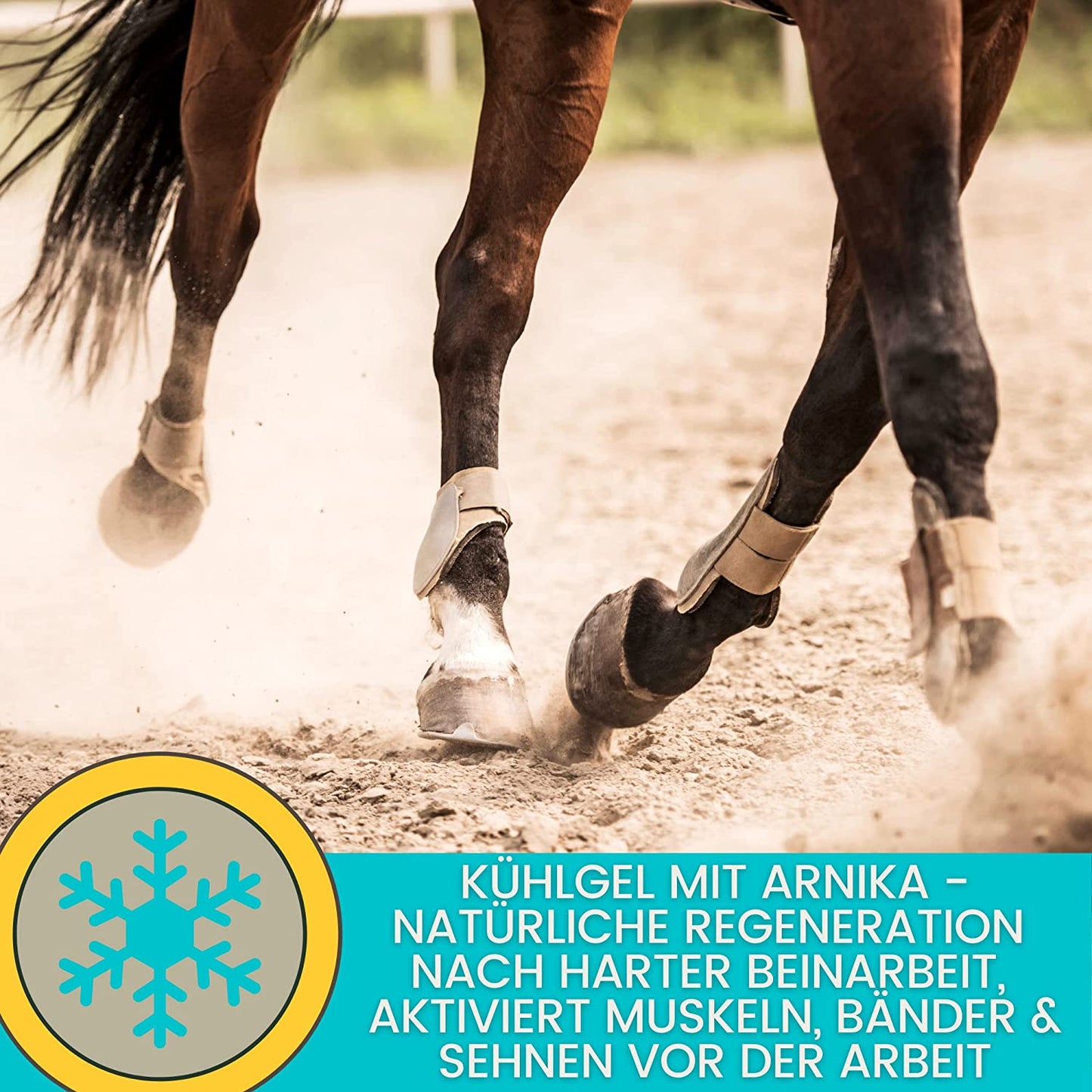 EMMA Kühlgel Pferd I Pferdebalsam kühlend 2*500ml Kühlsalbe Arnika Salbe I Massage Creme für Sehnen Gelenke Muskeln Bänder I Pferdesalbe kühlend extra stark kühlendes Massage Gel  Menthol fürs Pferd .jpg