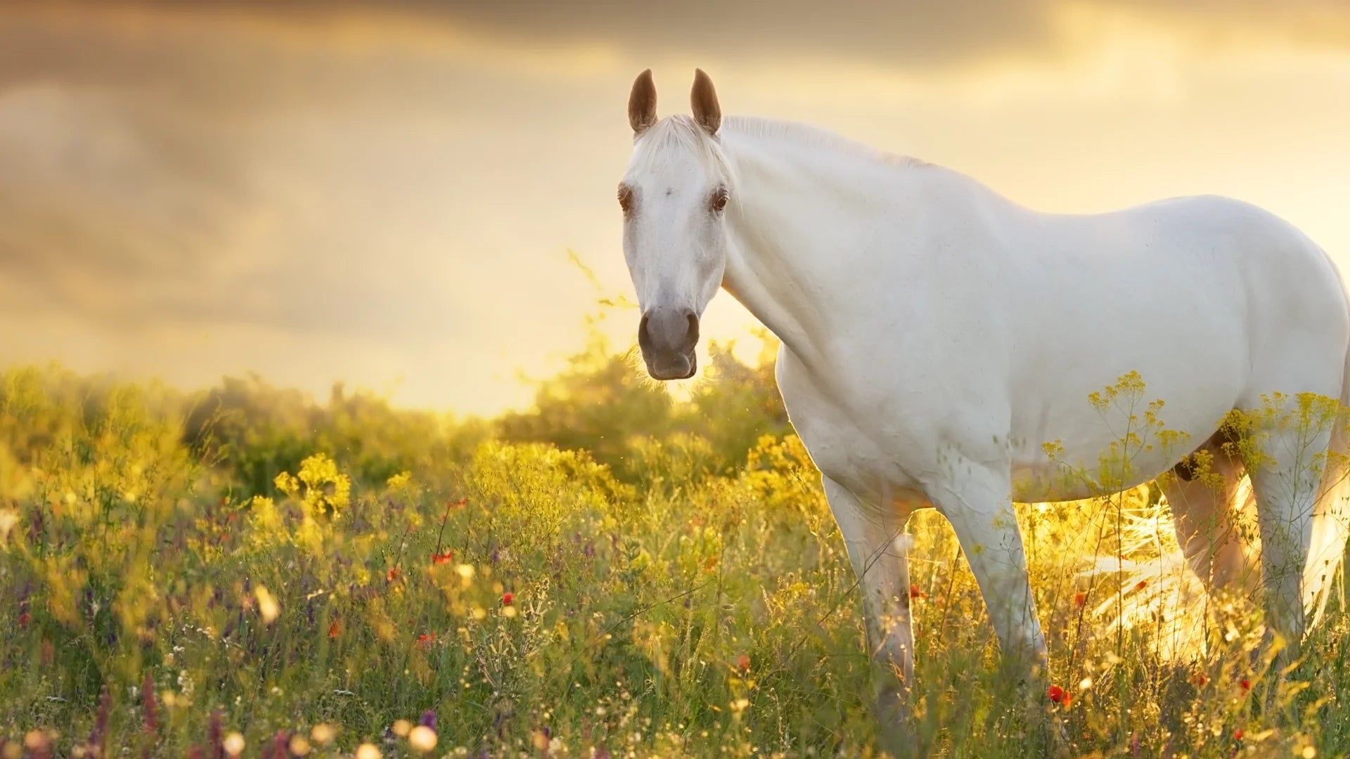Pferd auf der Weide im Sonnenlicht – natürliche Pferdepflege – EMMA Pferdeprodukte