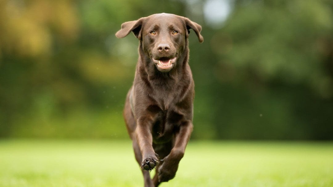 alles für deinen Hund bei EMMA CARE