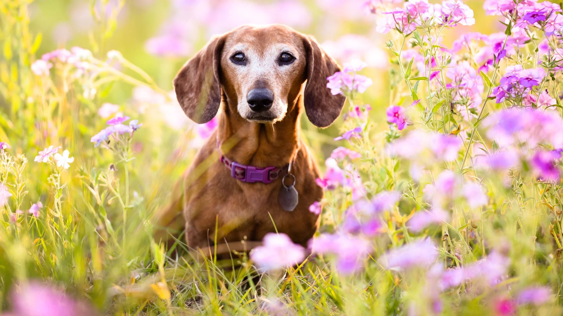 Hund läuft durch grünes Gras – natürliche Tierpflege – EMMA Haustierpflege