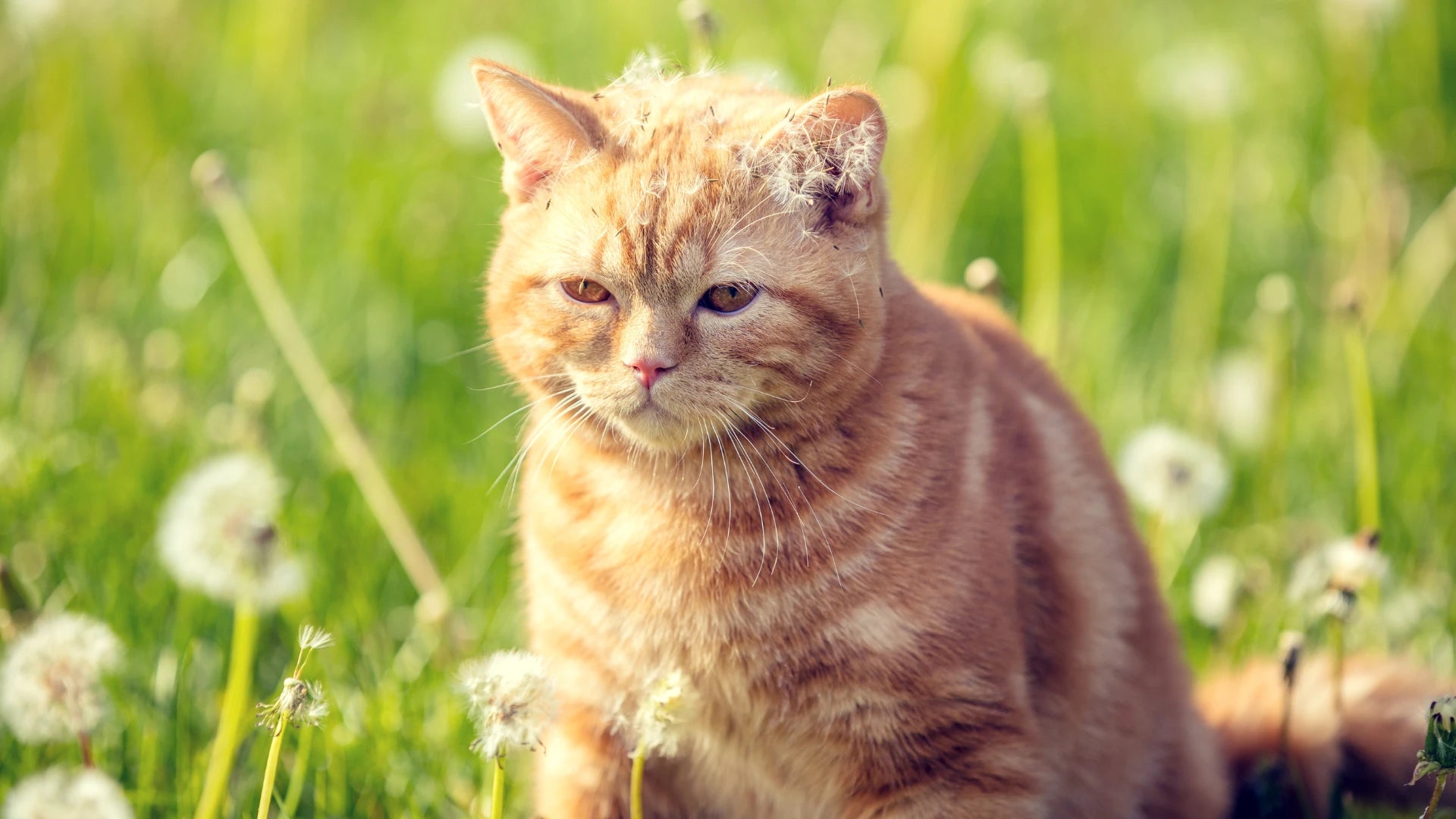 Katze läuft im Herbstlaub – natürliche Katzenpflege – EMMA Tiergesundheit