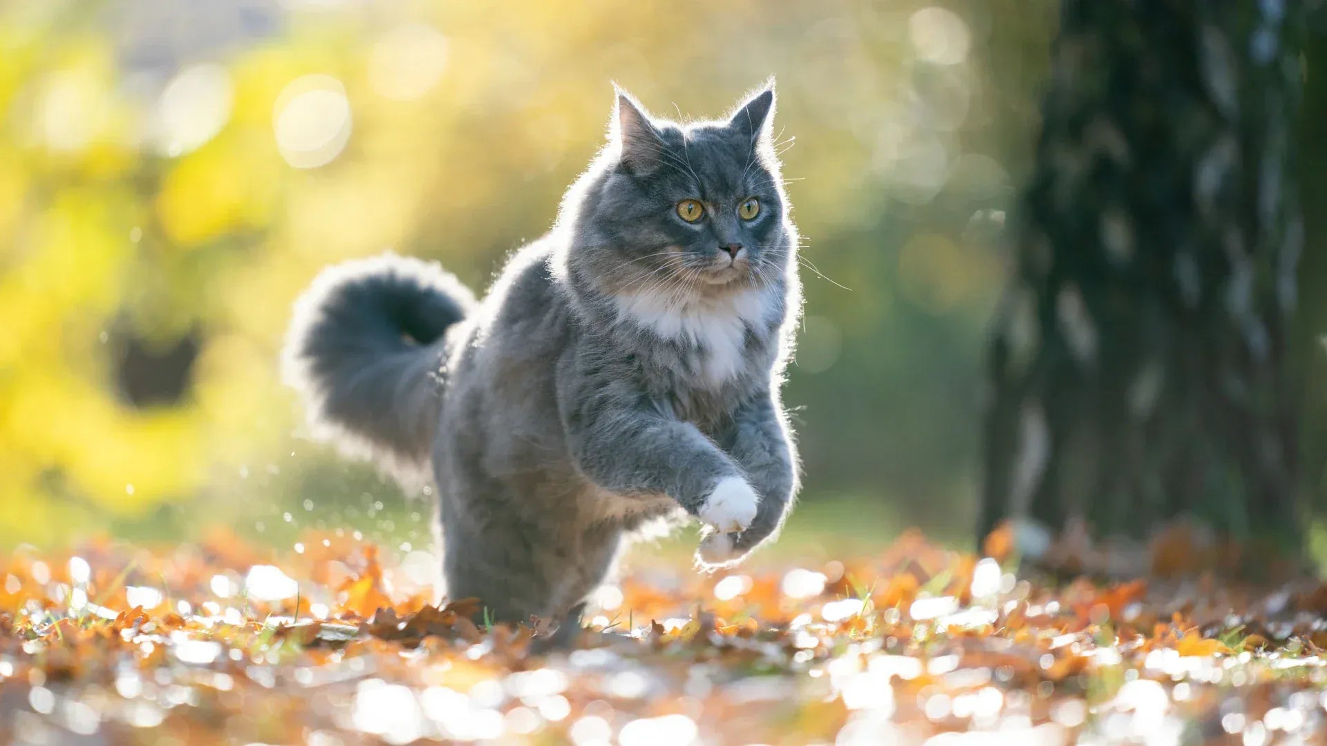 Alles für Katzen bei EMMA CARE