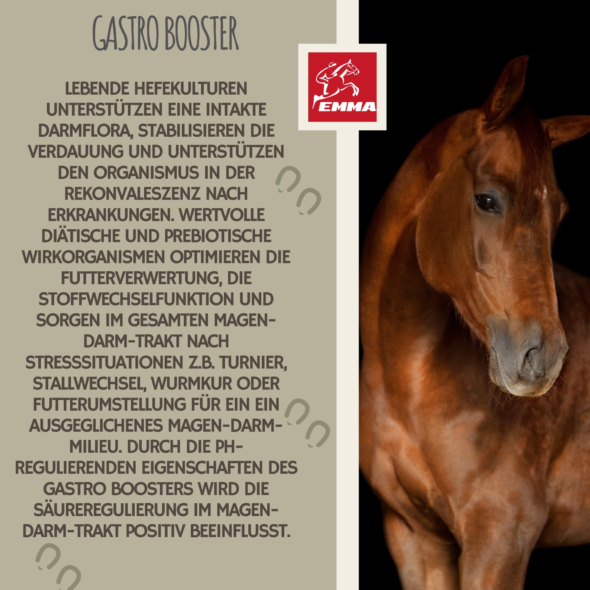 Paste-Magen-darm-durchfall-pferd-1St