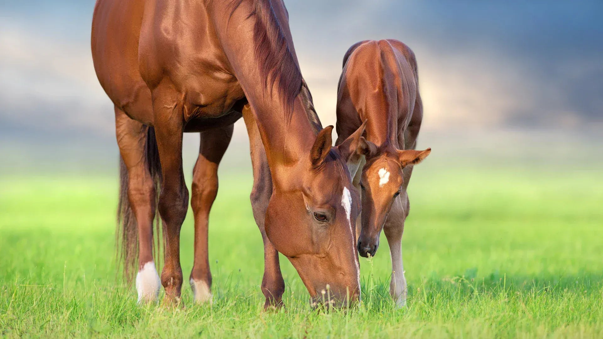 alles für deine Pferde emma care