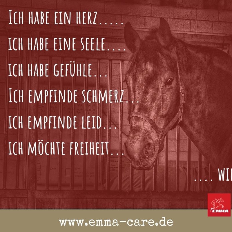 beste-pferdespru-che-auf-www-emma-care-de-6