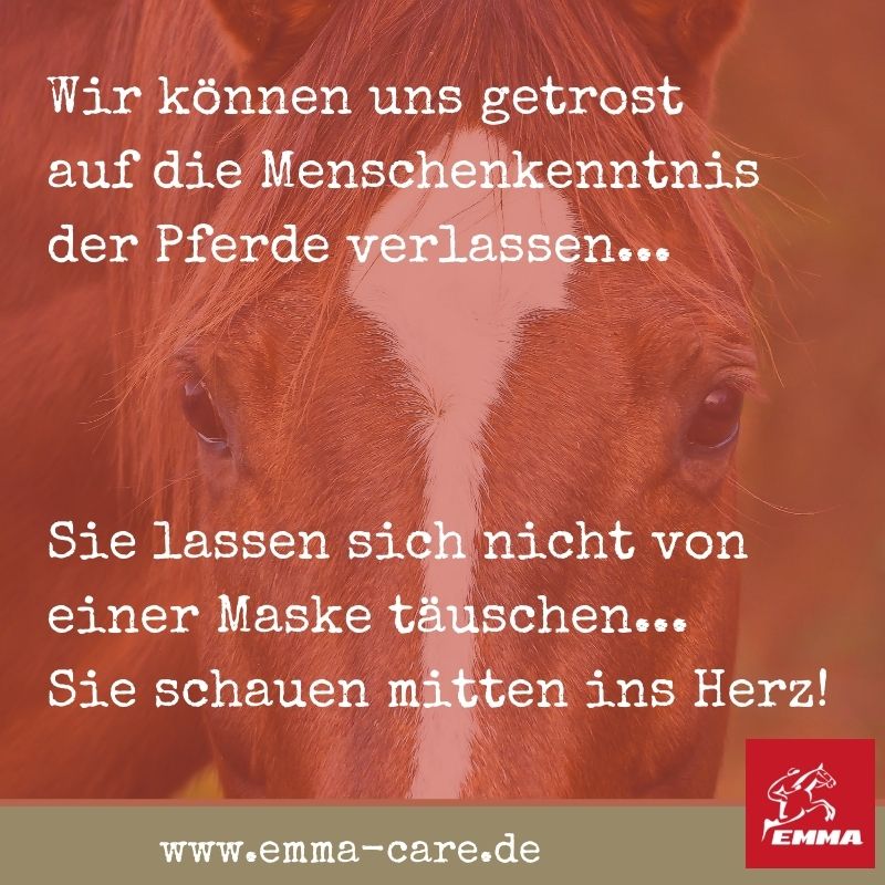 beste-pferdespru-che-auf-www-emma-care-de-10
